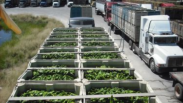 Importaciones de chile saturan frontera de Nuevo México
