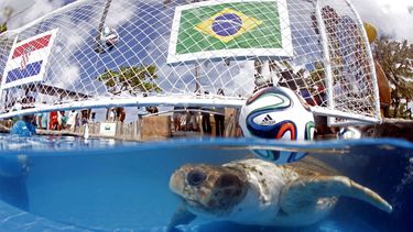 americateve | Una tortuga llamada "Cabecao" o "Cabezona", nada en un estanque en Praia do Forte, Brasil, el martes 10 de junio de 2014. La nueva versi&oacute;n del Pulpo Paul que desde Alemania pronostic&oacute; con acierto los resultados del Mundia