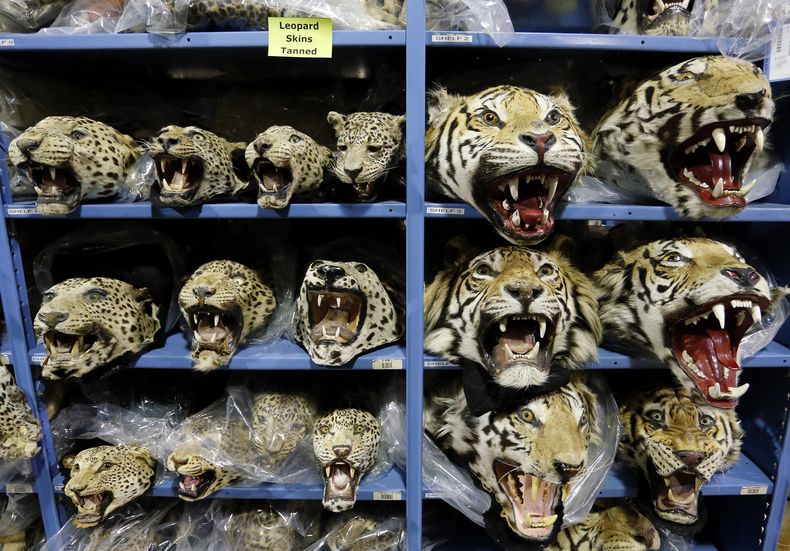 En esta foto del 20 de octubre de 2015, cabezas de leopardo y tigre traficadas ilegalmente llenan las estanterías de un almacén del Repositorio Nacional de Propiedades de Vida Silvestre, una oficina del Servicio Federal de Pesca y Vida Silvestre de EEUU, en Commerce City, Colorado. (AP Foto/Brennan Linsley, Archivo)