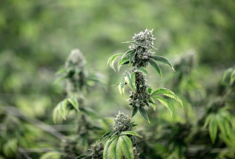 AMN-MED_PRUEBAS_DE_MARIHUANA-0.jpg