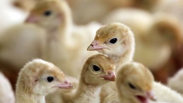 EEUU: Suspenden uso de antibióticos en animales