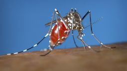 cubanos alertan sobre fuerte brote de dengue en varias provincias del pais