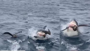 video: momento en el que un tiburon blanco devora un ave descuidada