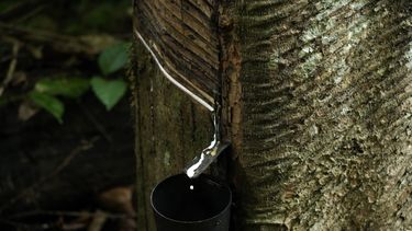 Calzado de lujo impulsa caucho sostenible en la Amazonía