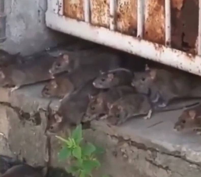 Screen Shot 2022-02-02 at 7.31.31 PM.png