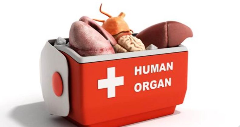 Human Organs.jpg