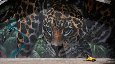 Un perro con abrigo descansa frente al mural de un jaguar pintado al costado de una casa, el martes 6 de octubre de 2026, en el centro de Bogotá. (AP Foto/Fernando Vergara)