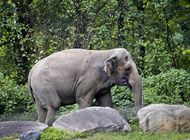 corte: elefanta de ny no puede ser considerada persona
