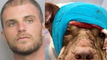 condenan a 10 anos de carcel hombre de broward por apunalar a un cachorro pitbull