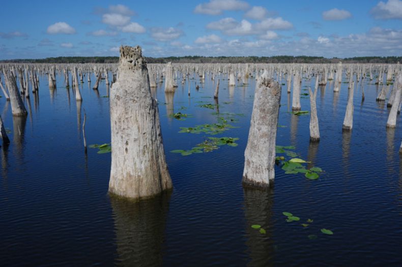 Los restos de árboles cercenados en la Reserva Rodman en Palatka, Florida, el 4 de marzo del 2026. (AP foto/Marta Lavandier)