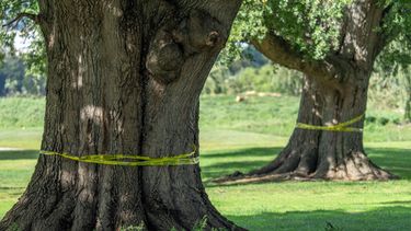 Los troncos de grandes árboles rodeados de cinta de precaución en el campo de golf de East Potomac, el lunes 12 de octubre de 2026, en Washington. (AP Foto/Mark Schiefelbein)