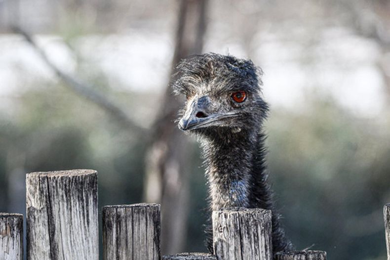 En esta imagen difundida por el Parque Zoológico Dickerson el miércoles 29 de abril de 2026, se puede ver a un emú de nombre Adam en el zoológico, en Springfield, Missouri. (Samantha Marshall/Dickerson Park Zoo via AP)