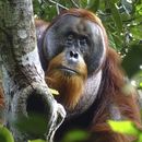 Esta foto entregada por la Fundación Suaq muestra al orangután Rakus en el Parque Nacional Gunung Leuser de Indonesia, el 25 de agosto de 2022, luego que su herida facial ya casi desapareció. Dos meses después, científicos lo observaron aplicándose hojas masticadas de una planta, usada como planta medicinal en todo el sureste asiático, para sanar la herida. (Safruddin/Fundación Suaq via AP)