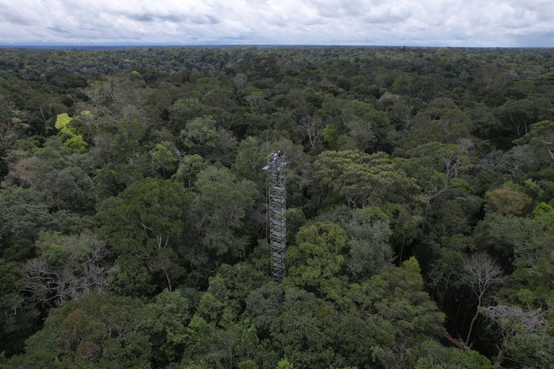 Trabajadores construyen una estructura que será parte de un complejo de torres dispuestas en seis círculos para esparcir dióxido de carbono nebulizado en la selva amazónica en el norte de Manaos, Brasil, el martes 23 de mayo de 2023, que será parte de un experimento para entender la reacción de la zona a mayores concentraciones de dióxido de carbono. (AP Foto/Fernando Crispim)