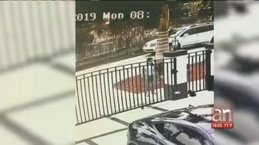 captada en camara  el momento en que mujer roba un perrito de una casa en westchester