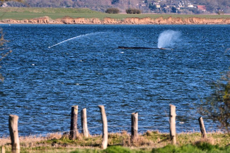 Una ballena varada es rociada con agua luego de quedar atrapada en un banco de arena en Kirchdorf, en la isla de Poel, Alemania, jueves 9 de abril de 2026. (Foto AP/Michael Probst)