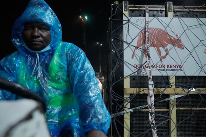 Cuatro bongos de montaña, un tipo de antílope, repatriados desde República Checa, llegan al aeropuerto internacional Jomo Kenyatta, en Nairobi, Kenia, el 28 de abril de 2026. (AP Foto/Brian Inganga)