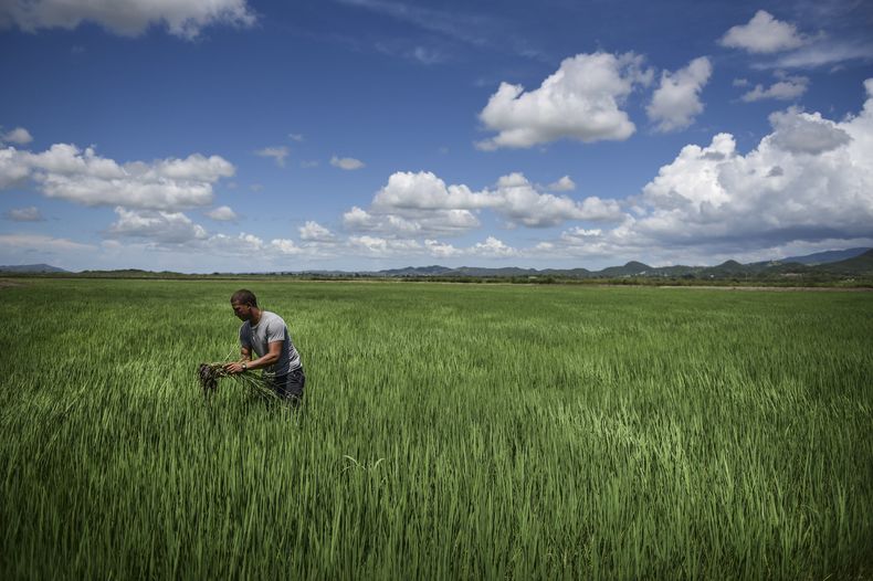 REP-GEN_PUERTO_RICO-RESURGIMIENTO_AGRICOLA-3.jpg