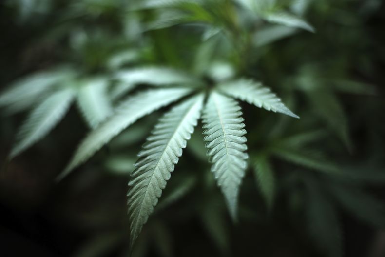 AMN-MED_EEUU-MARIHUANA-0.jpg
