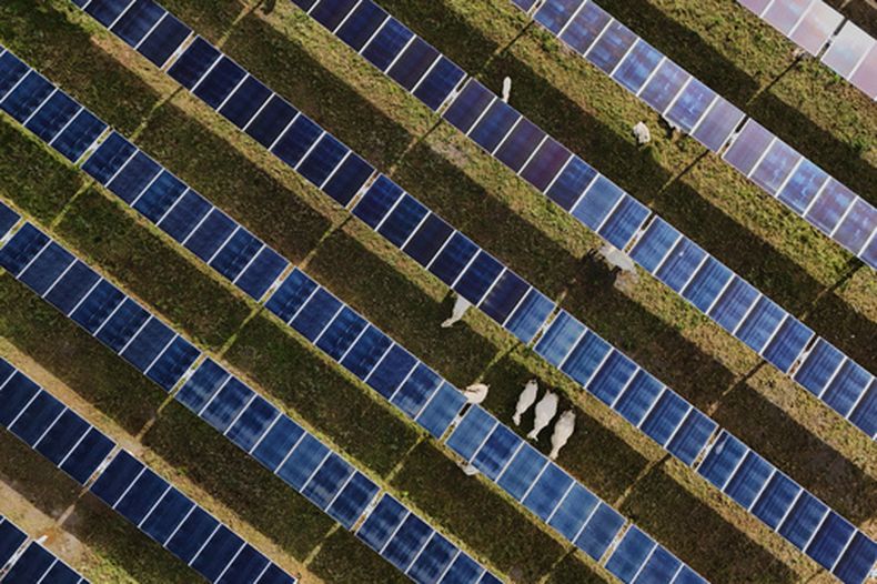 Ganado pasta bajo paneles solares el martes 28 de abril de 2026 en una granja en Christiana, Tennessee. (AP Foto/Joshua A. Bickel)