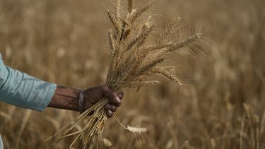 ola de calor abrasa la cosecha de trigo de india