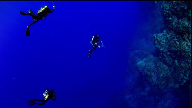 las maravillosas nuevas especies descubiertas en la primera expedicion a las aguas mas profundas de la isla de pascua en chile