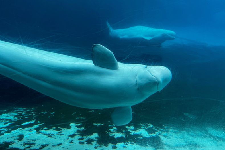 Belugas nadan en su estanque del parque de diversiones Marineland, el 9 de junio de 2023, en Ontario, Canadá. (Chris Young/The Canadian Press via AP, Archivo)