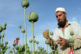 los talibanes habian anunciado que prohibirian el opio en afganistan, pero crecen el consumo y el mercado negro