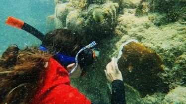 FEMA aprueba asignación novel para restaurar arrecifes de coral