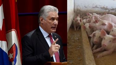 diaz-canel propone medidas para acabar con escasez de carne de cerdo en cuba