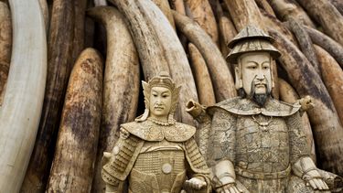 Aumenta el tráfico ilegal de marfil en Myanmar