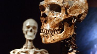 Estudio: Sólo 7% del genoma humano moderno es único