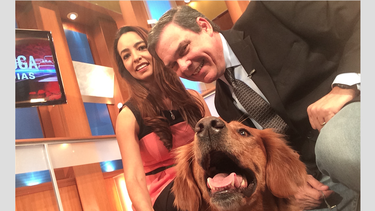 heroes de cuatro patas