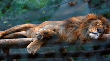 Mueren de hambre animales de los zoológicos en Venezuela
