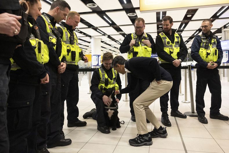 El primer ministro británico, Rishi Sunak, acaricia a un perro que colabora con los oficiales de la Fuerza Fronteriza en el Aeropuerto de Gatwick, a las afueras de Londres, el 18 de enero de 2024. (Carlos Jasso/Pool vía AP)