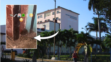 video de ratas en hospital de la habana genera alarma tras vigilancia sanitaria por hantavirus
