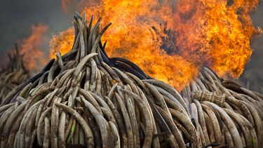 Reporte ONU: La Tierra está enferma, pero hay esperanzas