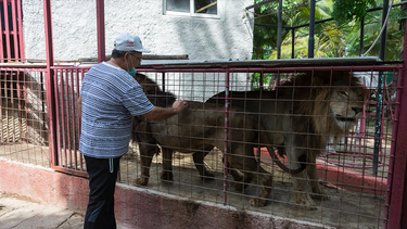 susto en camagüey: se fugan tres leones del zoologico y la policia se moviliza