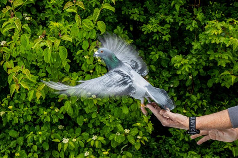 En la imagen, proporcionada por el Instituto Max Planck de Comportamiento Animal, varios científicos liberan a una paloma mensajera en mayo de 2026, en Konstanz, Alemania. (Christian Ziegler/ Instituto Max Planck de Comportamiento Animal vía AP)
