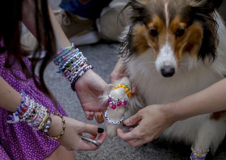 Un perro es adornado con brazaletes de la amistad en el centro de la ciudad de Viena el jueves 8 de agosto de 2024. Los organizadores de tres conciertos de Taylor Swift en un estadio de Viena esta semana los cancelaron el miércoles después de dos arrestos por un aparente complot para lanzar un ataque a un evento masivo en el área de Viena como los conciertos. (Foto AP/Heinz-Peter Bader)