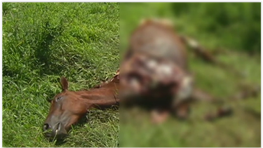 americateve | CABALLO DESMEMBRADO.PNG