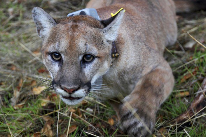 puma de baja california