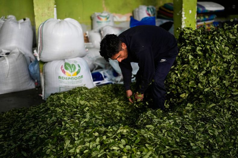 Un vendedor mezcla sus hojas de coca mientras espera a los clientes en un mercado de hojas de coca en La Paz, Bolivia, el martes 8 de septiembre de 2026. (Foto AP/Juan Karita)