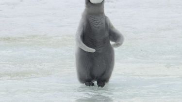 Casi no nacen pingüinos emperador en zona de la Antártida