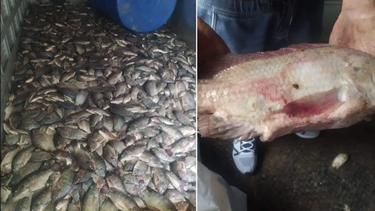 en medio de la escasez de alimentos en cuba, se pudren toneladas de pescado en bejucal