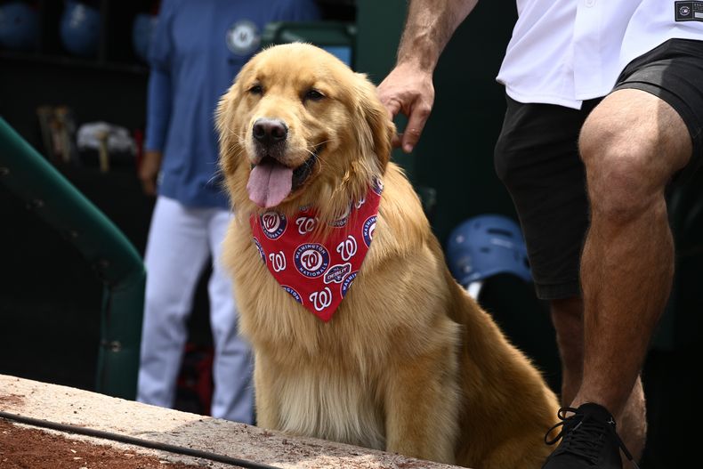 Bruce, el perro recogebates, observa antes de un juego de béisbol entre los Nacionales de Washington y los Marlins de Miami, el sábado 14 de junio de 2025, en Washington. (Foto AP/Nick Wass)