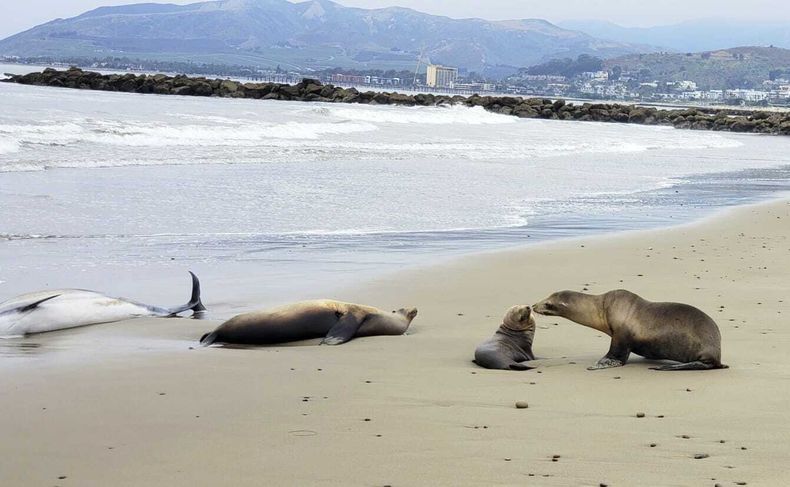 Esta imagen proporcionada por el Instituto Marino y de Vida Silvestre de las Islas del Canal muestra mamíferos marinos muertos y heridos en la playa del condado de Santa Bárbara, California, el martes 20 de junio de 2023.(Instituto Marino y de Vida Silvestre de las Islas del Canal vía AP)