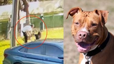 miami: video muestra como un pitbull ataco a una mujer y su perro en un parque