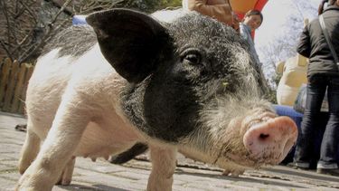 ARCHIVO - Un cerdo miniatura espera a los visitantes para alimentarlo en un zoológico en Shanghai, China, el jueves 15 de febrero de 2007. (AP Foto/Eugene Hoshiko, Archivo)