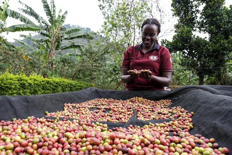 Meridah Nandudu, fundadora de Bayaaya Specialty Coffee Ltd, muestra bayas de café durante la cosecha, el 15 de marzo de 2025, en Mbale, Uganda. (AP Foto/Hajarah Nalwadda)